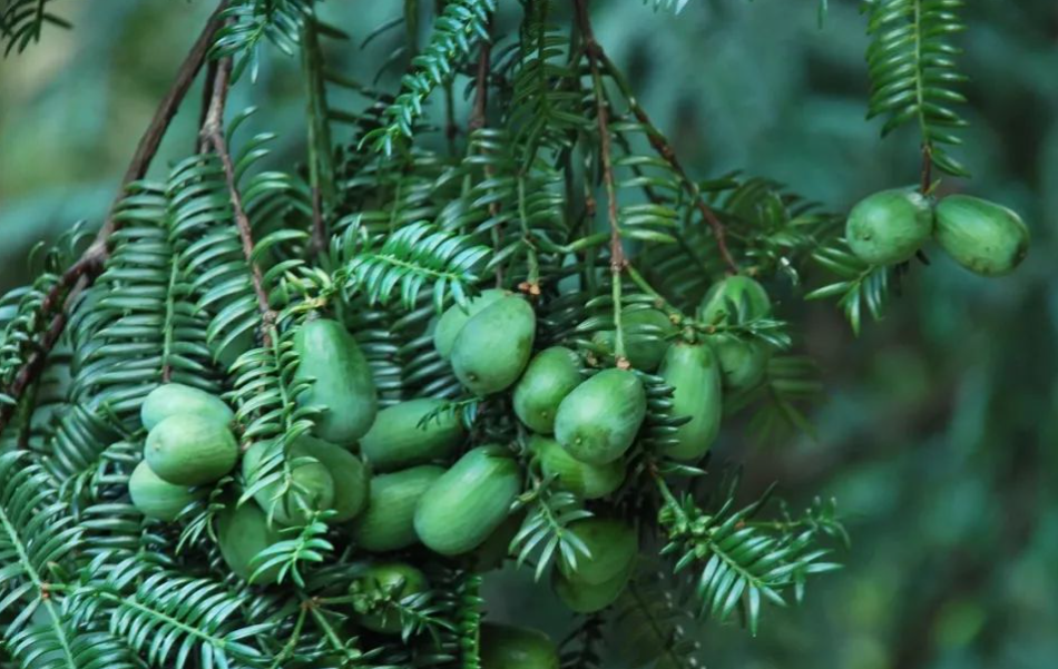 香榧树是什么样子的