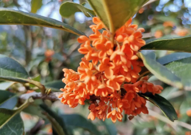 室内桂花树几天浇一次水最好