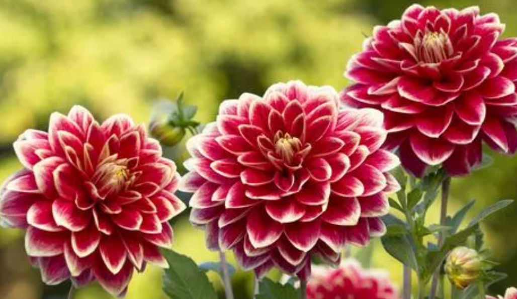 大丽花种子催芽方法