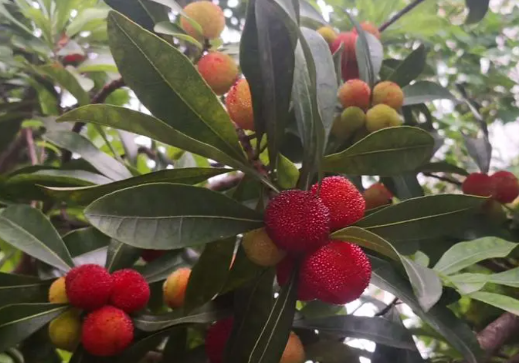 杨梅树栽在院子里好吗