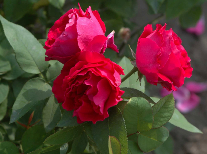 勤花抗病强的月季品种