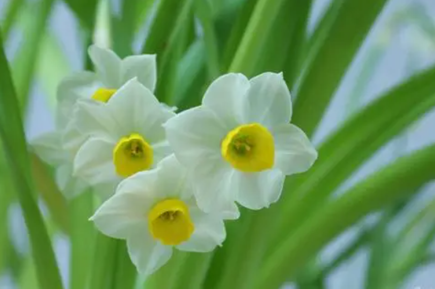 水仙花的栽培养殖技术