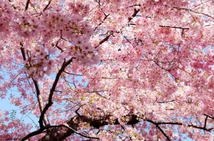 樱花树叶子突然枯萎怎么救治