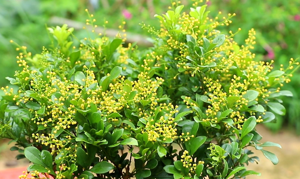 米兰花喜阳还是喜阴的