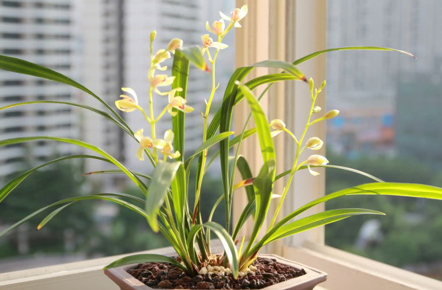 浅盆能不能养兰花