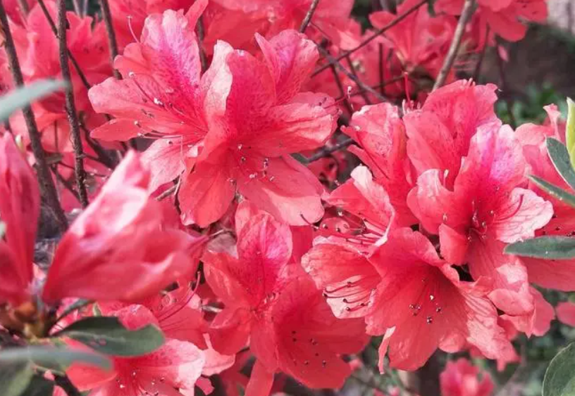 杜鹃花可以晒太阳吗?