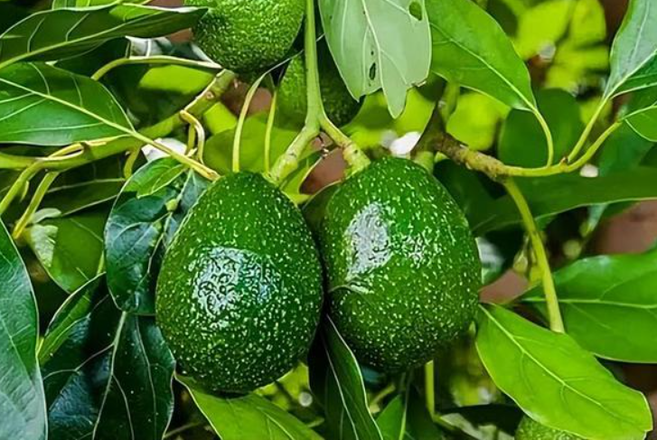 牛油果树苗的生长环境