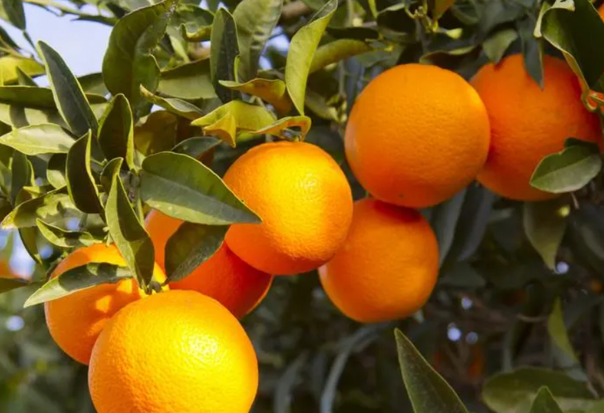 橙子籽能种出来橙子树吗