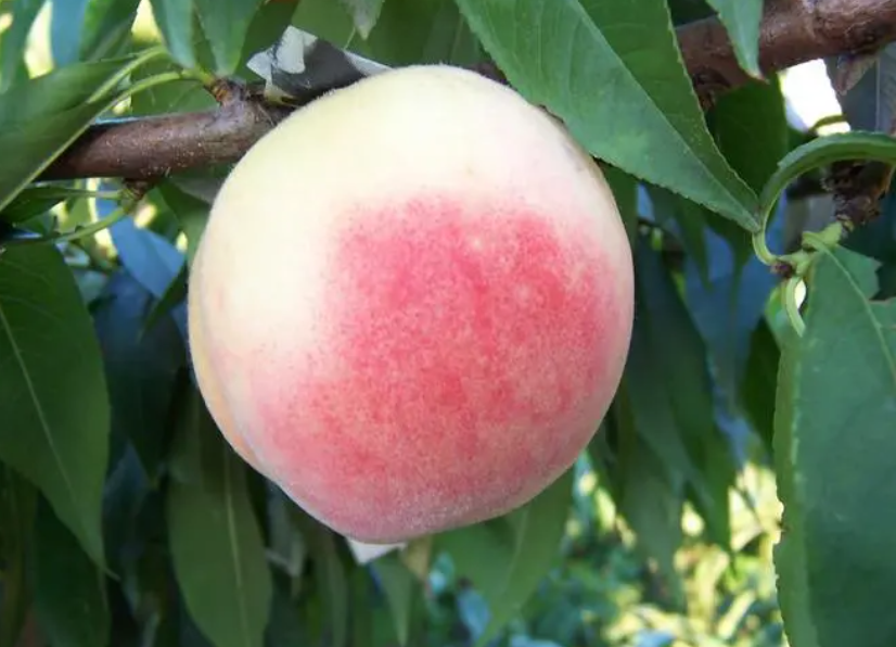 什么果树可以在水田种