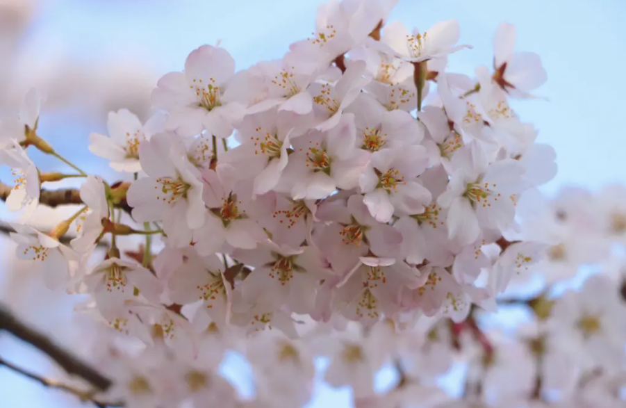 樱花如何养护才能开多花