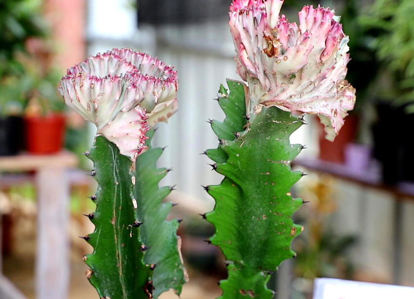 龙骨花叶子发黄的原因