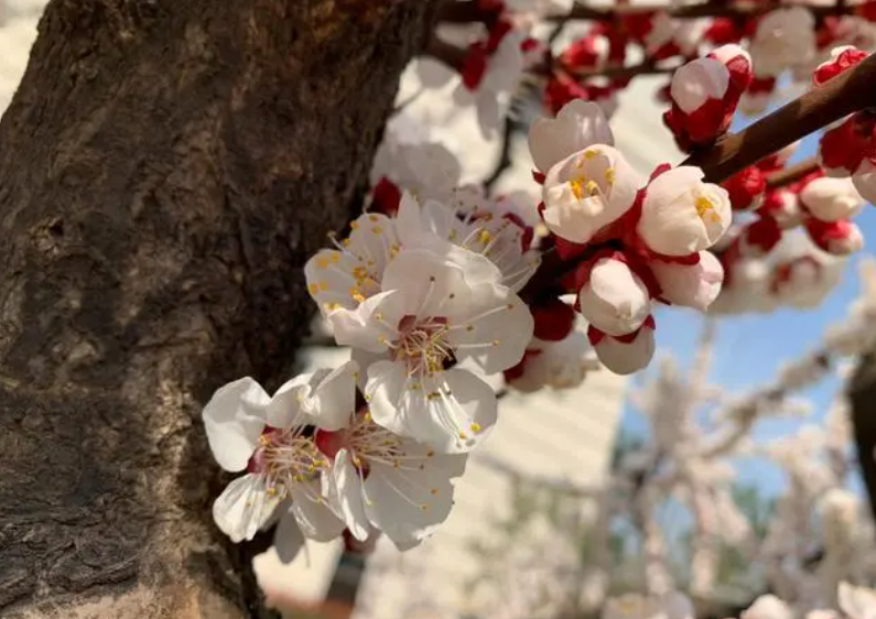 现在杏树开花是好事还是坏事