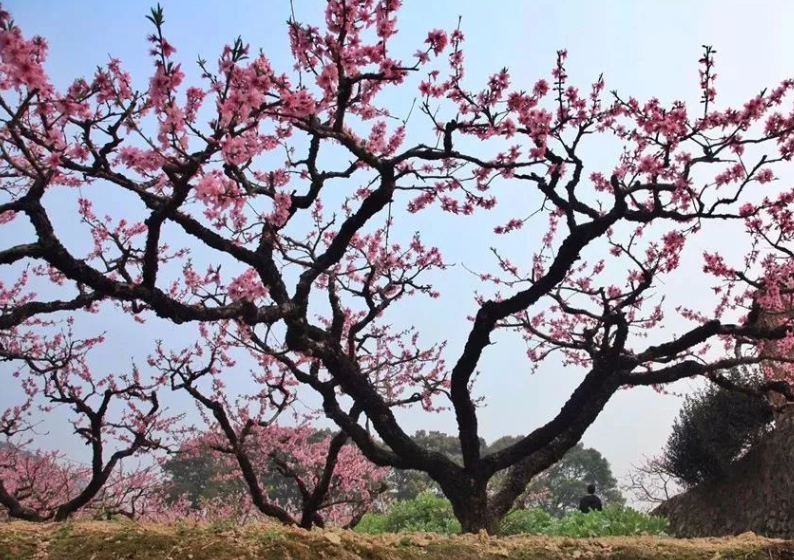 现在的桃树需要剪枝吗