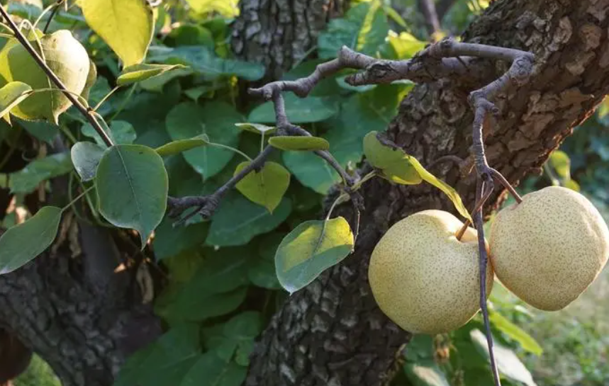 梨树嫁接技术要点