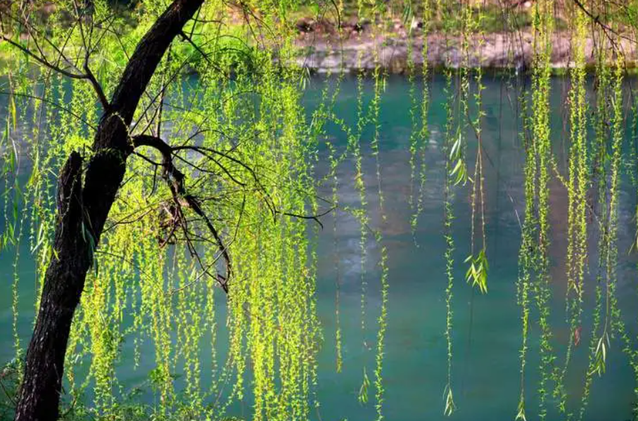 为什么柳树不能盆栽