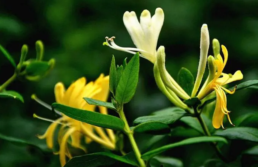 金银花的品种分类