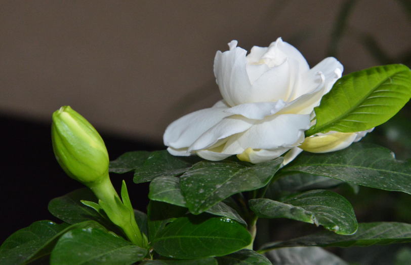 栀子花的修剪时间和方法