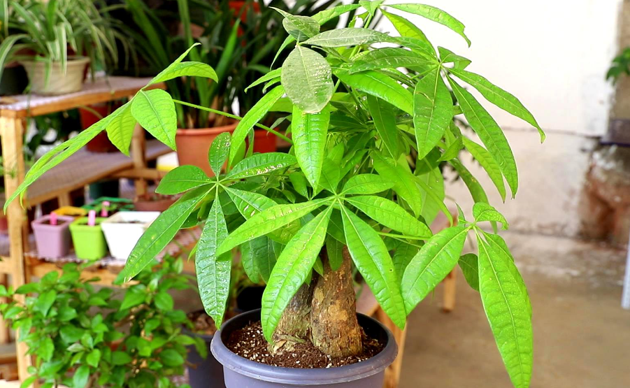 发财树冬季要施肥吗