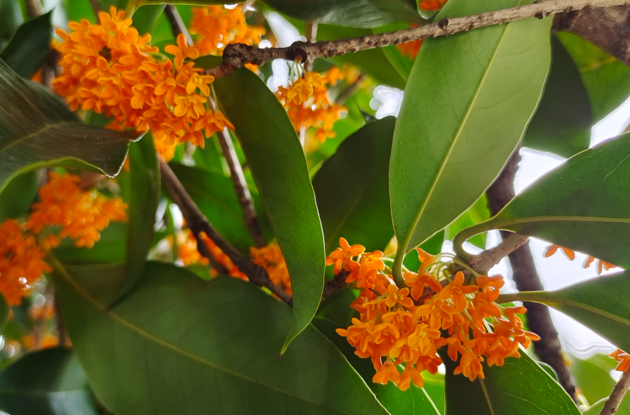 桂花2米高怎么修剪