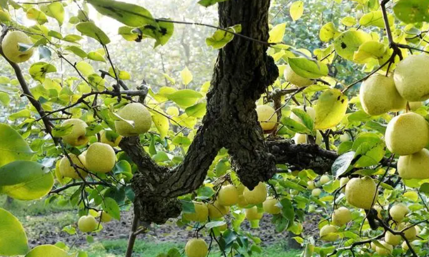 砍梨树有什么讲究