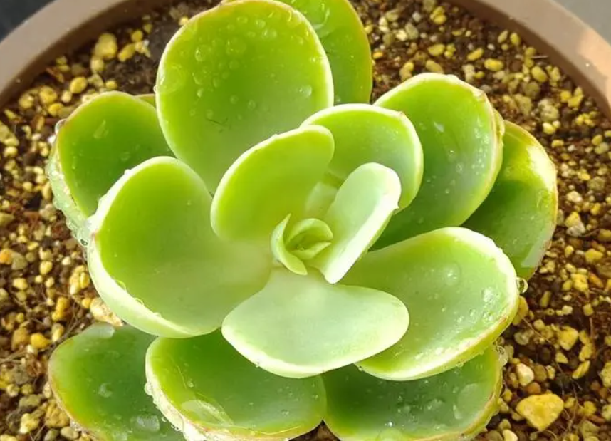 宝石花要晒太阳吗