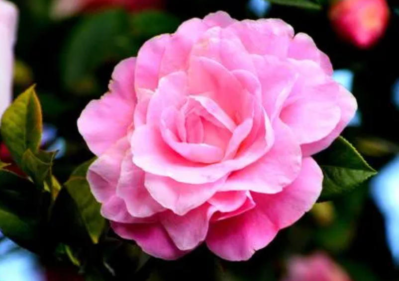 山茶花需要阳光晒吗