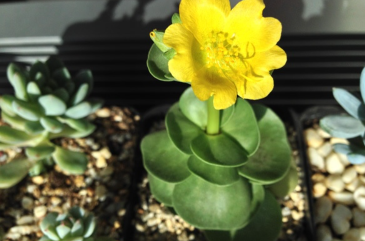 金钱木开花有什么寓意