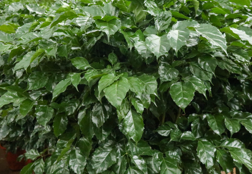 绿宝树浇什么越来越长绿