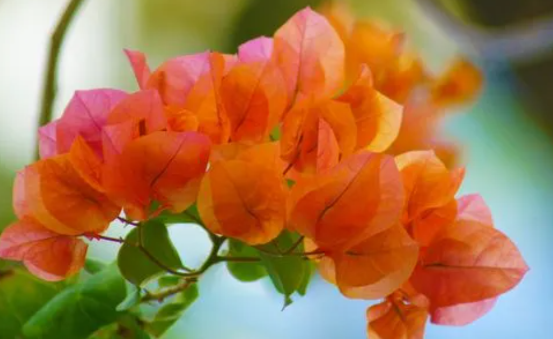 怎么样让三角梅不停的开花