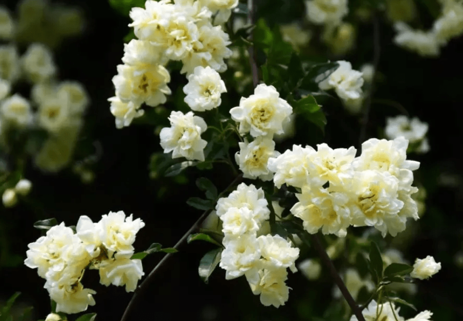 庭院门口适合栽什么树