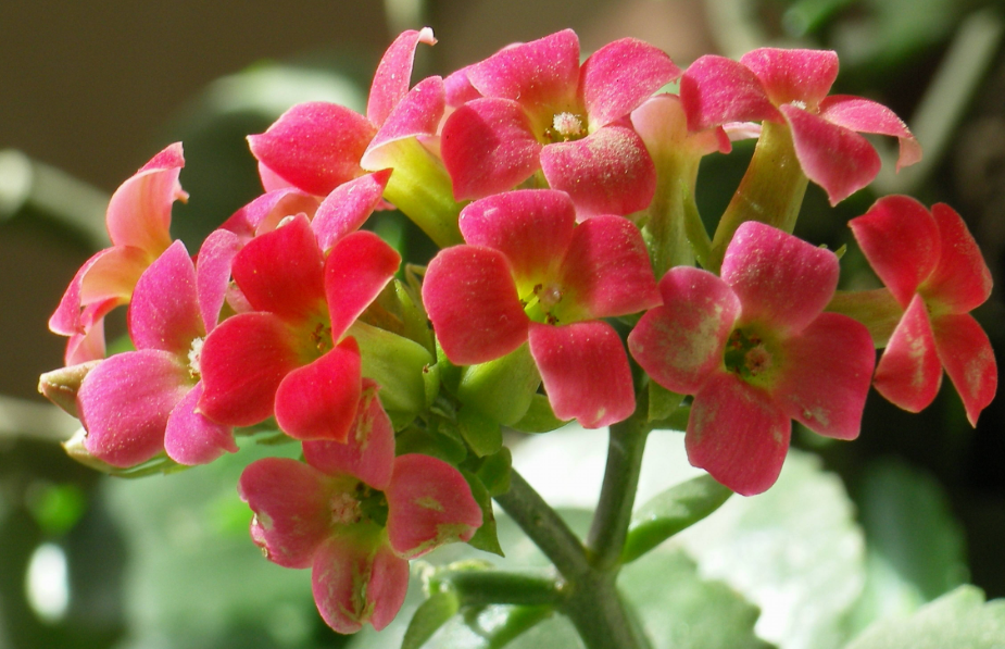 长寿花喜阴还是喜阳