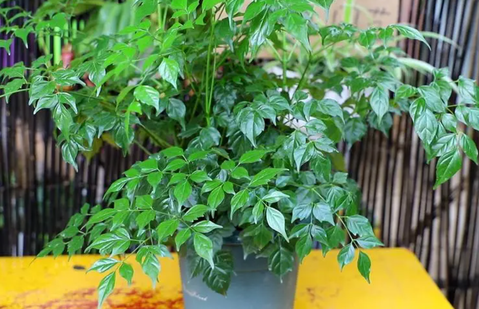 幸福树可以室内养吗