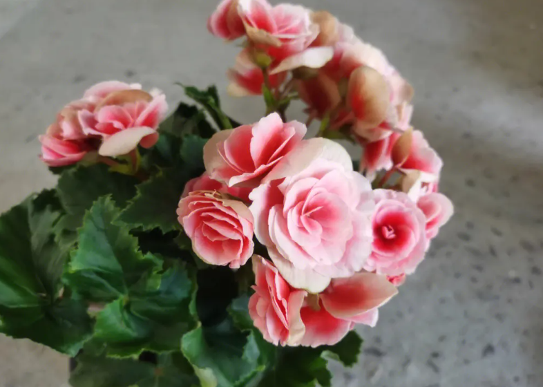 四季海棠施什么肥才能多开花