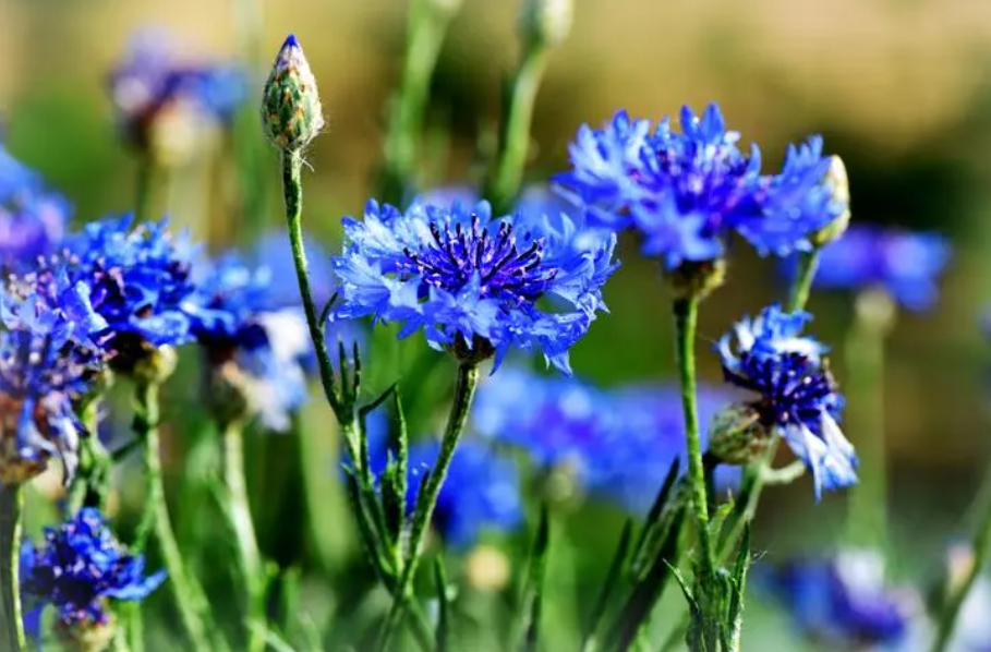 各种草花种子播种时间