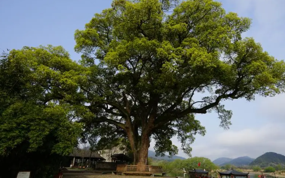 樟树为何称为鬼树