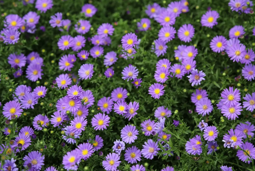 荷兰菊四季开花吗