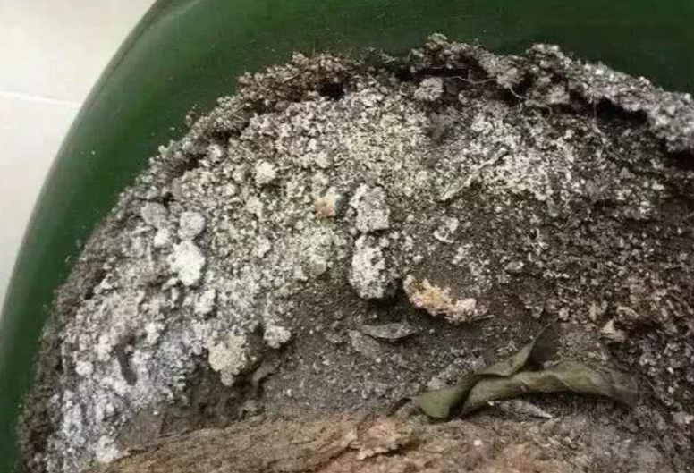 花盆外白碱怎么处理
