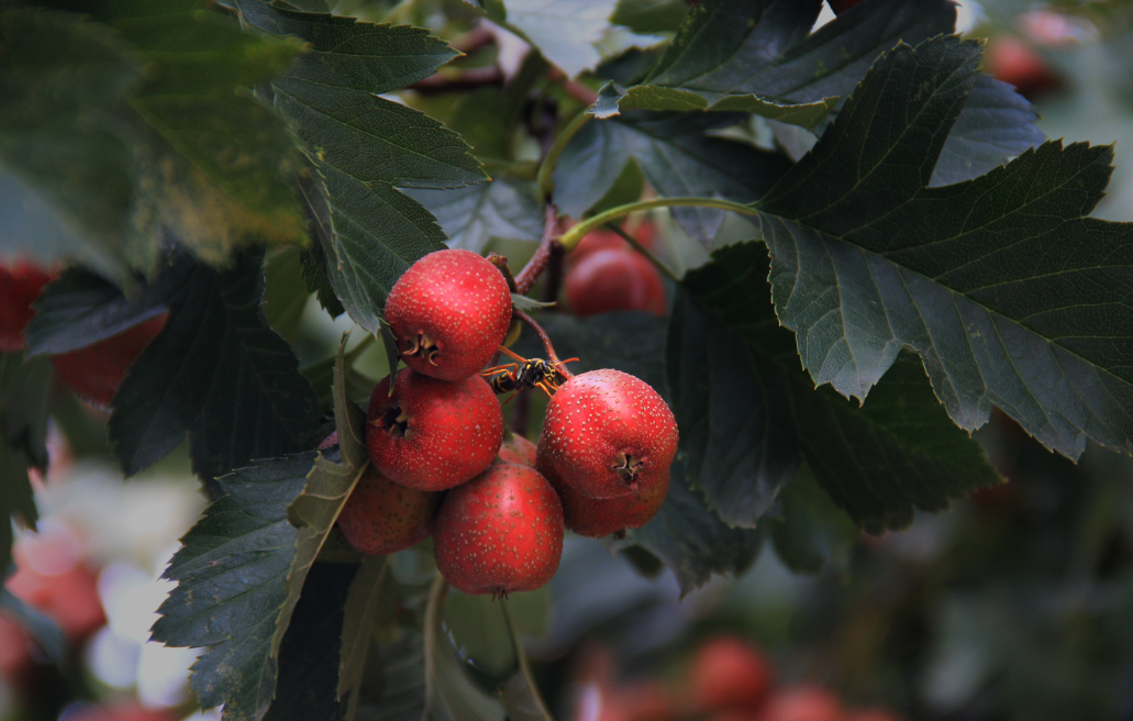 门前种山楂树风水好吗