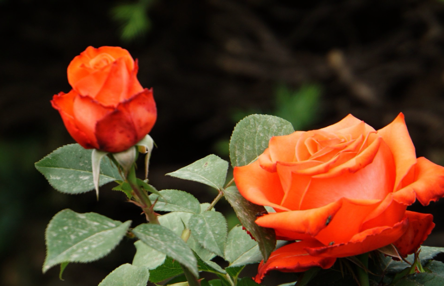 月季花的生活环境是什么