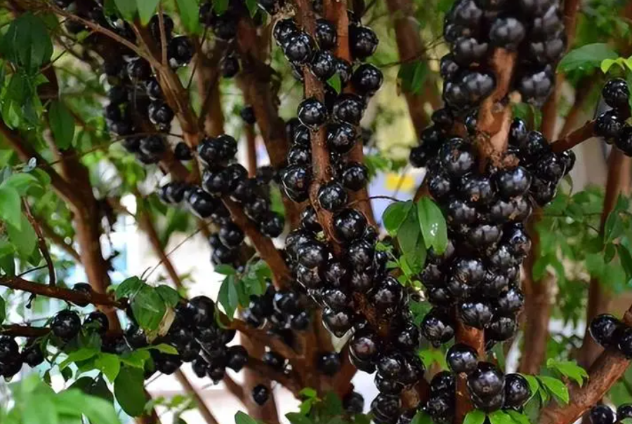 嘉宝果树在山东能种吗