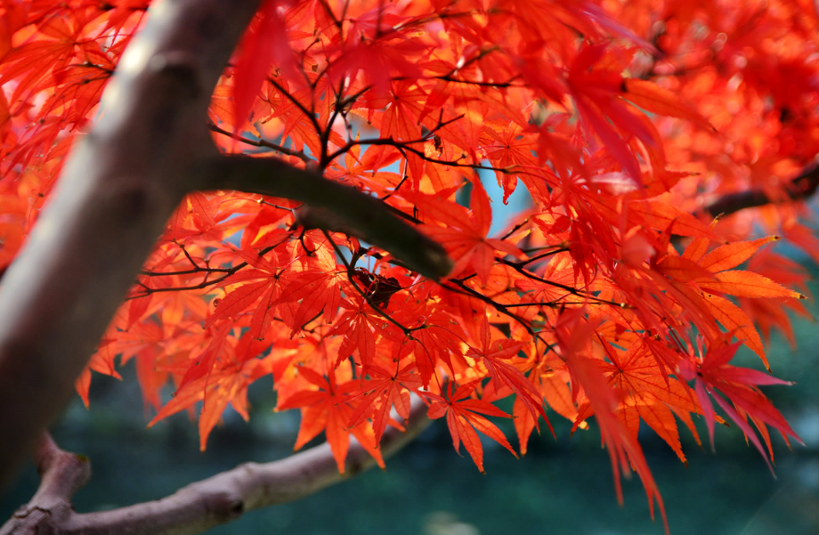 枫树养殖方法和注意事项