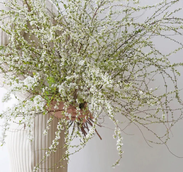 雪柳第二年还开花吗