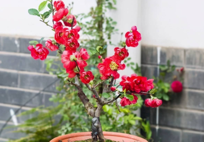 海棠花老桩怎么知道活没活