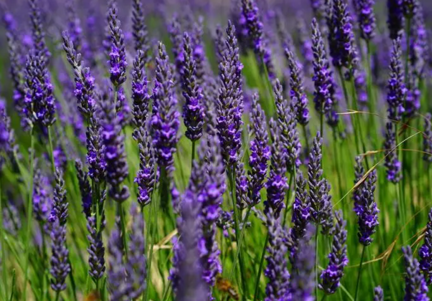 家里卧室适合养什么香的花