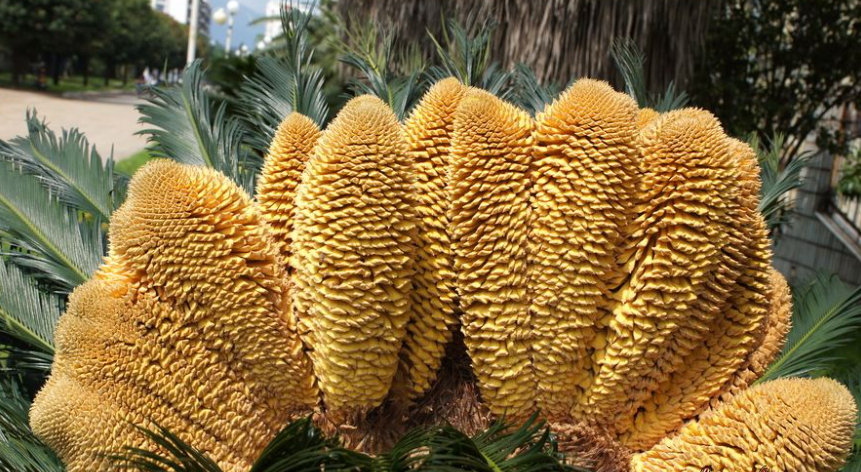 铁树花的正确吃法