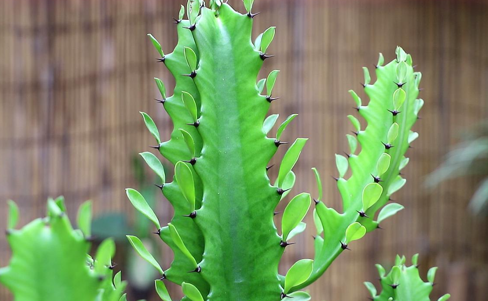 我家养的龙骨为什么不开花