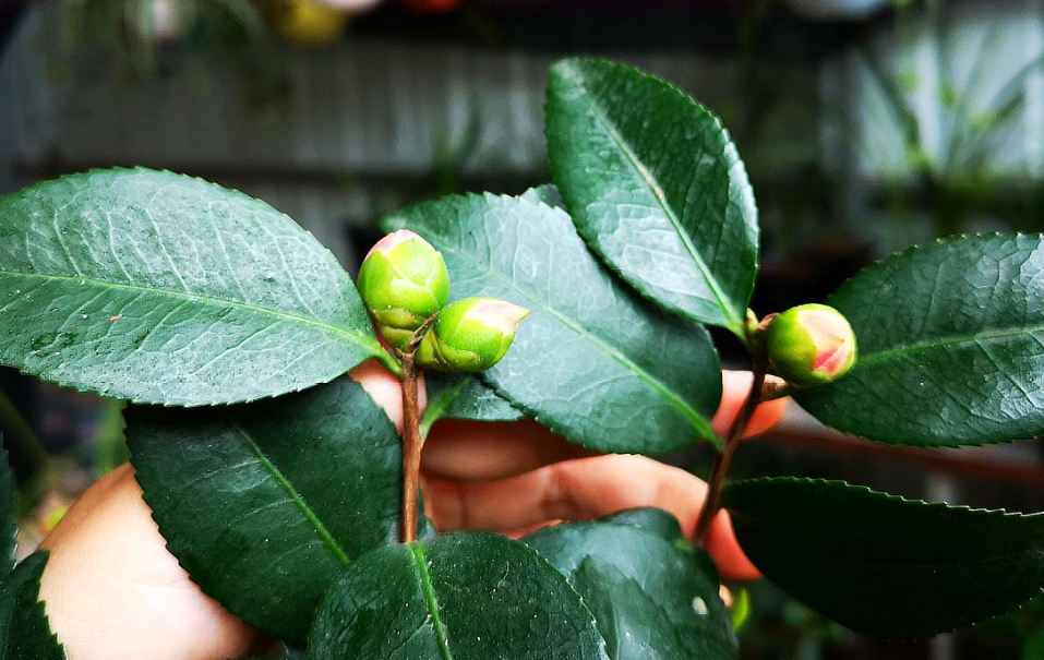 茶花叶子上能喷水吗