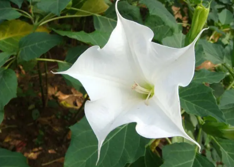 家里千万不能养的十种花