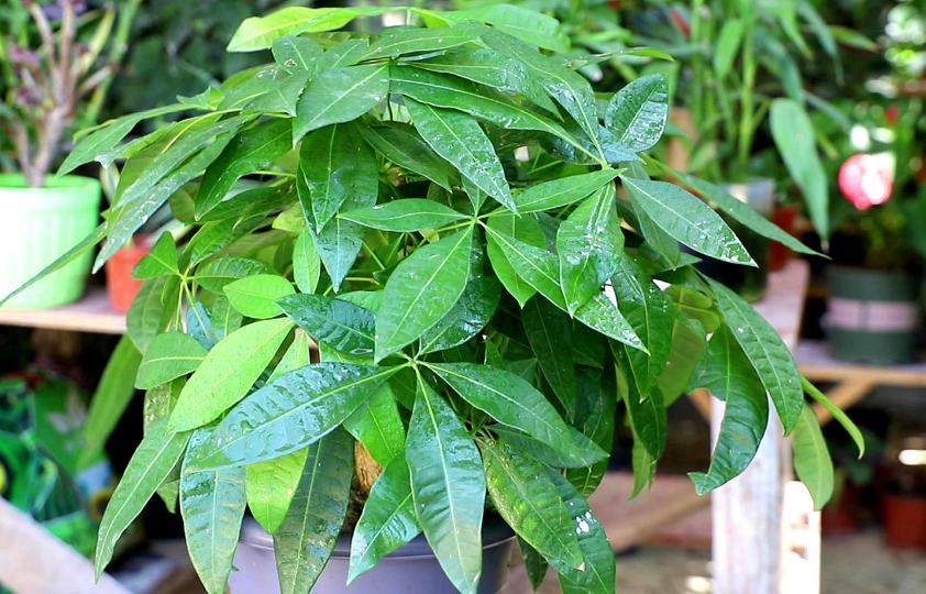 发财树叶子下垂能恢复