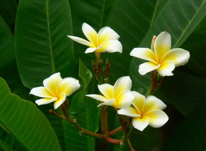 鸡蛋花可以掰断了直接扦插吗